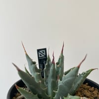 新着】Agave titanota 雷雪【N PLANTS産の極上苗】アガベ チタノタ |