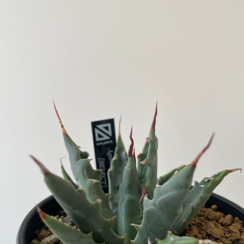 新着】Agave Utahensis utahensis 【N PLANTS産の極上苗】 ア