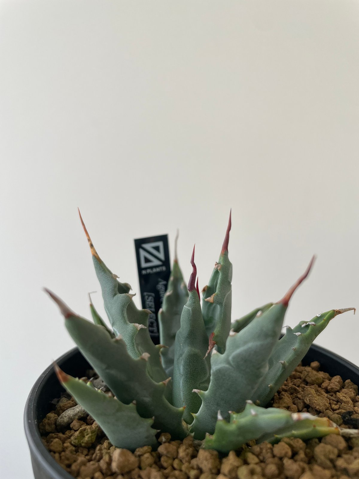 新着】Agave Utahensis utahensis 【N PLANTS産の極上苗】 ア