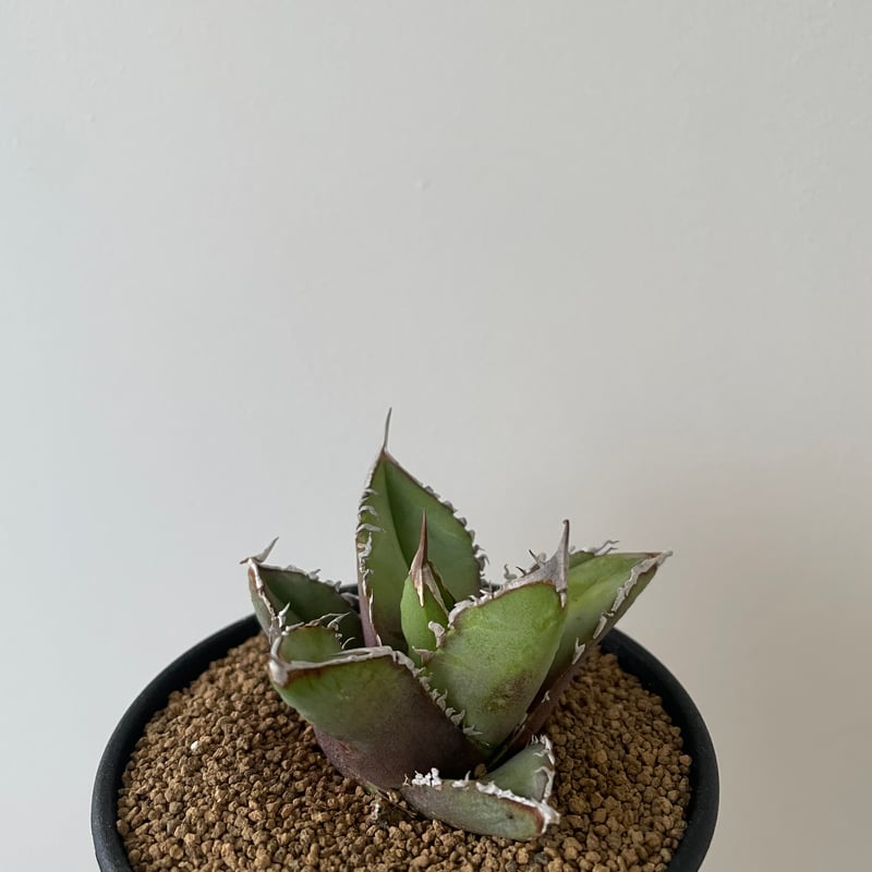 新着】Agave titanota【イカつすぎる選抜実生・タグ落ち株】 アガベ