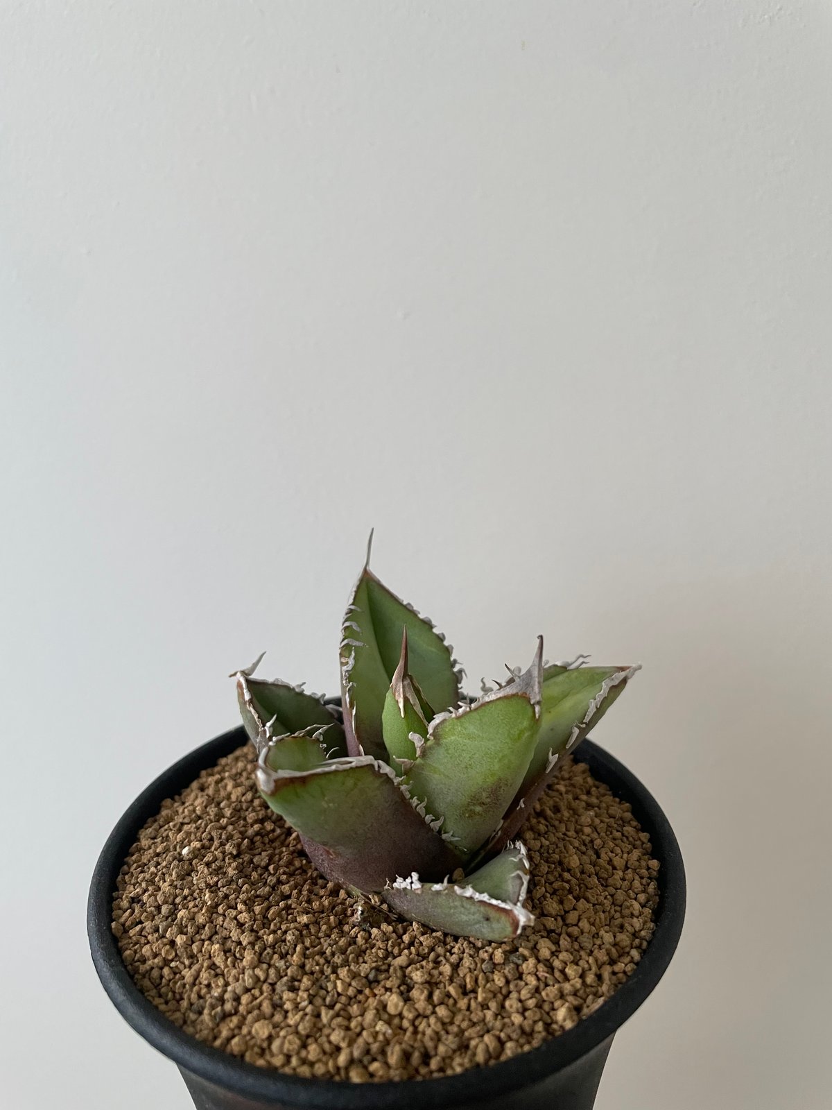 新着】Agave titanota【イカつすぎる選抜実生・タグ落ち株