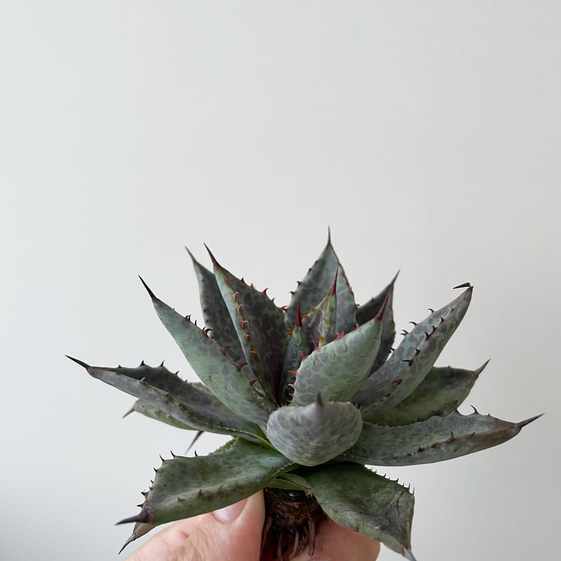新着】Agave potatorum × bloodspot Mangave【至高のハイブリ...