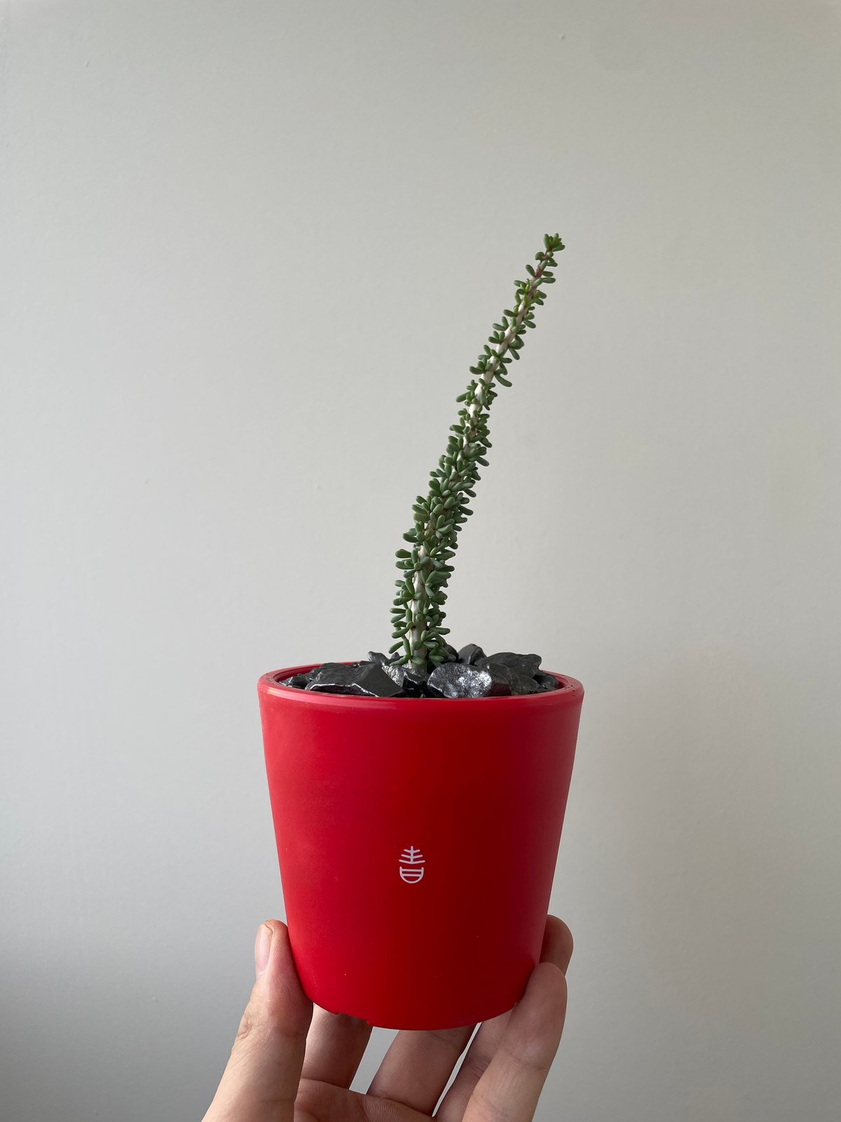 ドスグラモス カベルナリヤ DOS GRAMOS CAVERNARIA 4BA ダーツ バレル