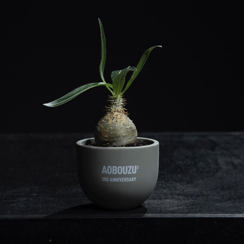 パキポディウム グラキリス 超まん丸 コレクション株 選抜 現地球