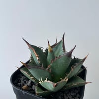 アガベ チタノタ スーパーボール インドネシア株 子株付き アガベ チタノタ スーパーボール インドネシア株 子株付き