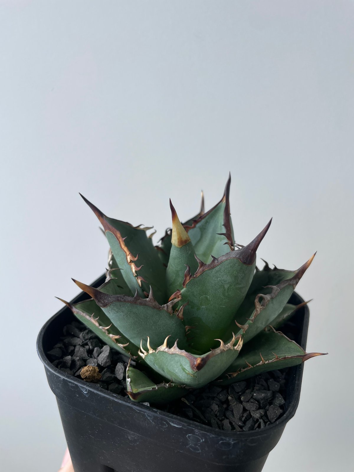 新着】Agave titanota 剣竜【美しい葉の品種】アガベ チタノタ | 青