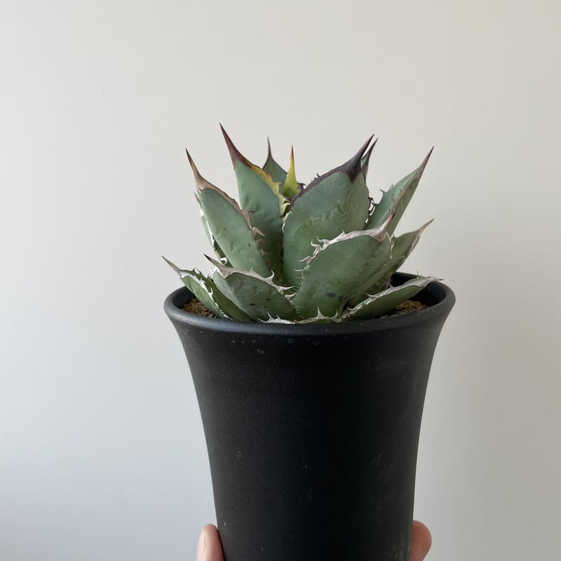 アガベ チタノタ 実生 Agave titanota 1 選抜実生【あまり見かけない良