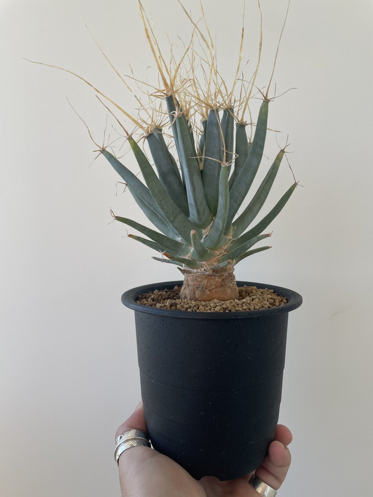 新着】Leuchtenbergia principis-晃山- 1【店主お気に入りのサボテン...