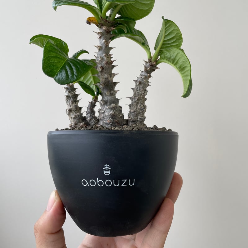 新着】Pachypodium windsorii【タイ実生発根済み】パキポディウム