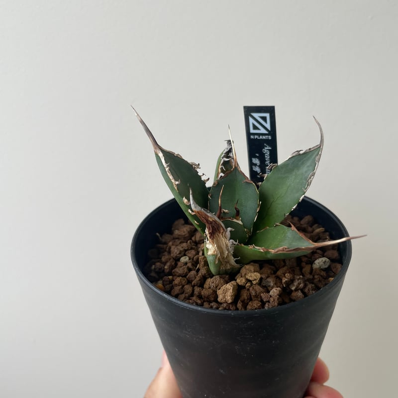 新着】Agave titanota 雷雪【N PLANTS産の極上苗】アガベ チタノタ |