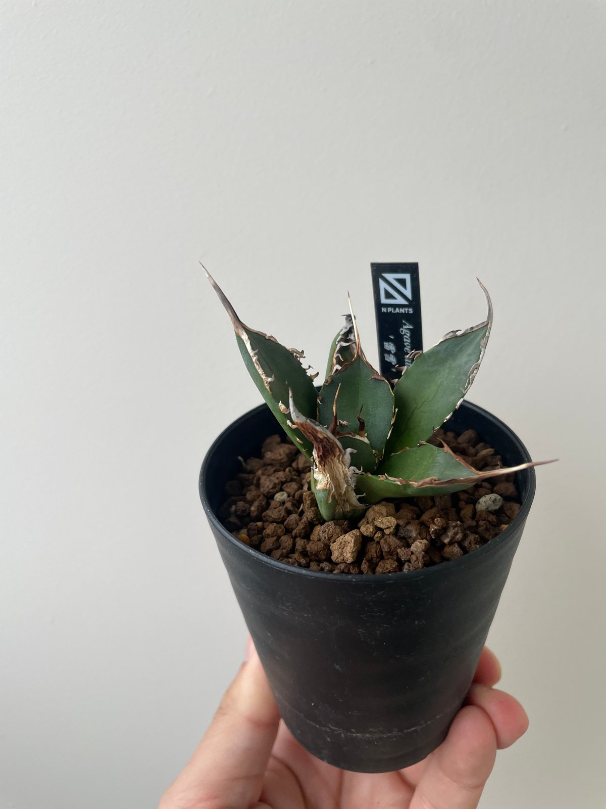新着】Agave titanota 雷雪【N PLANTS産の極上苗】アガベ チタノタ |