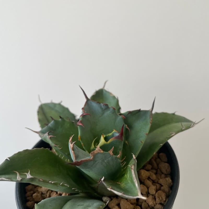 新着】Agave titanota fo076 CANCER【新潟産アガベ の最高峰】N P