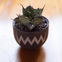 アガベ スーパーチタノタ　Agave super titanota 新着】agave 