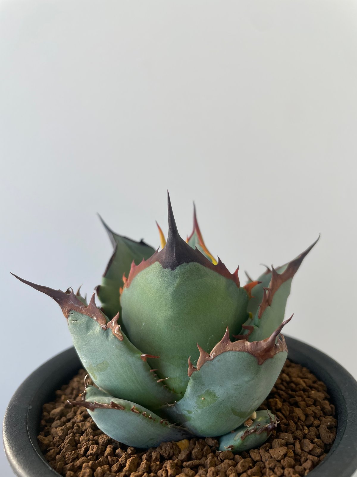 新着】Agave titanota 農大【スタンダードに美しい銘品子株】アガベ