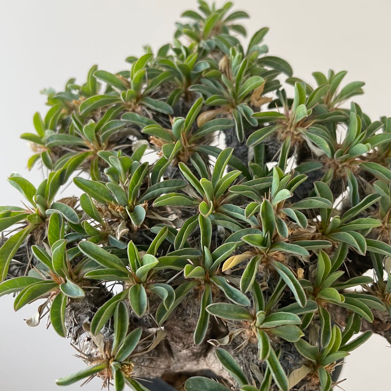 新着】Euphorbia guillauminiana【ぎっしり詰まった塊根植物】 ユーフォ