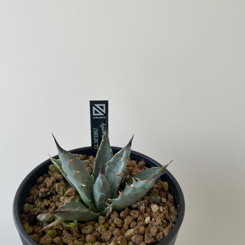 新着】Agave Utahensis utahensis 1 【N PLANTS産の極上苗】