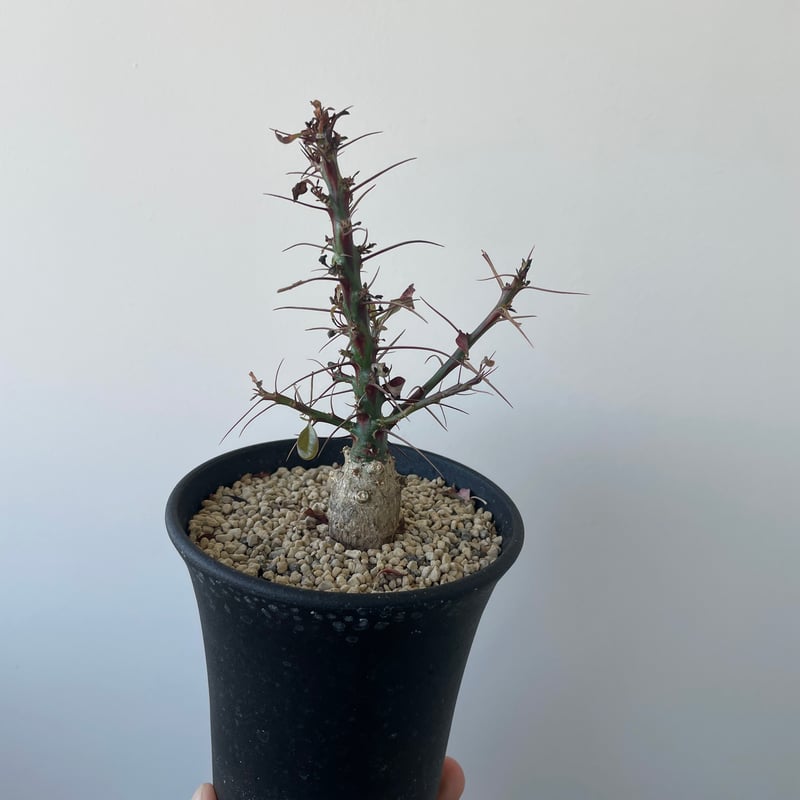 塊根植物 新芽付き Foquieria fasciculata Fouquieria fasciculata #3