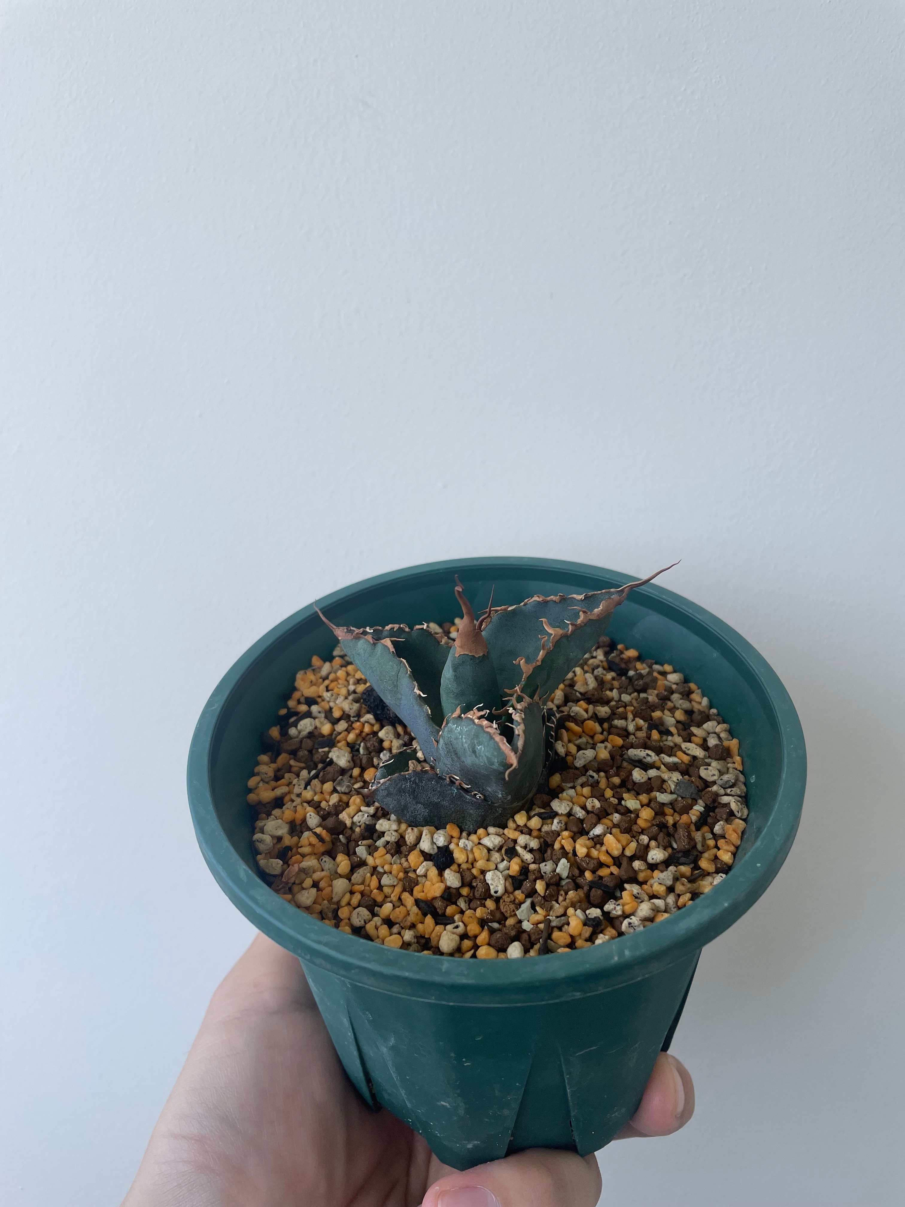 新着】agave 