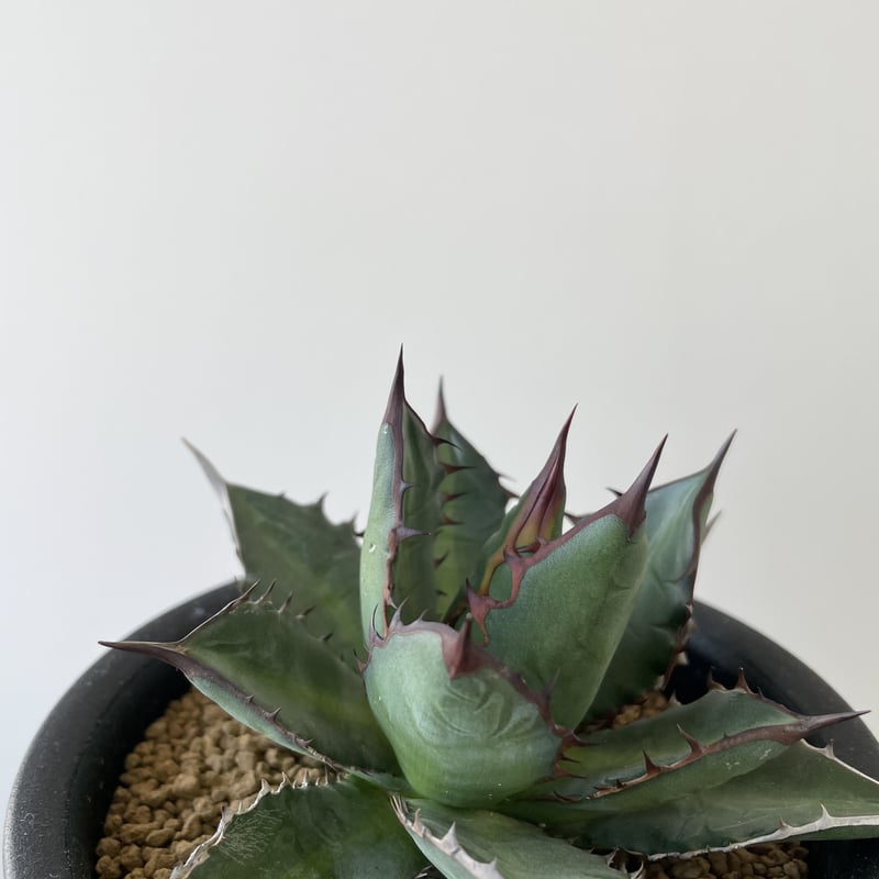 新着】Agave horrida Dwarf 3【美しい葉の色と鋸歯】アガベ ホリダ