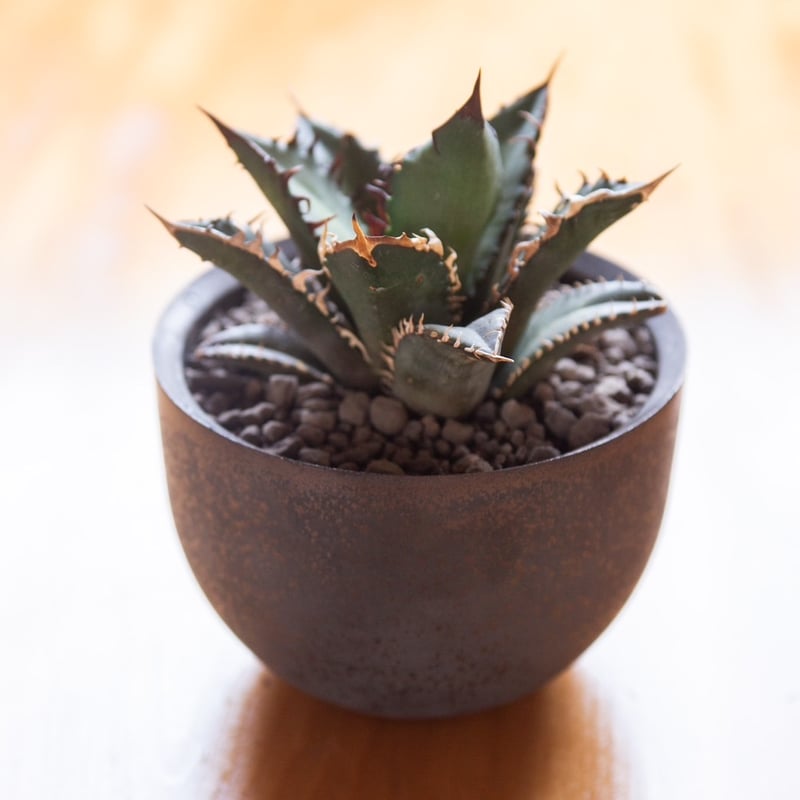 新着】Agave titanota Red Catweezle 1 × VALIEM ACT