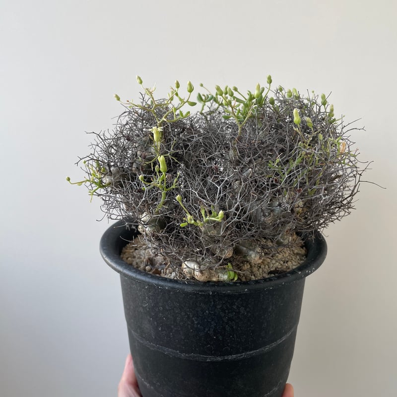 新着】Tylecodon reticulatus 万物想【アフロな冬型塊根植物