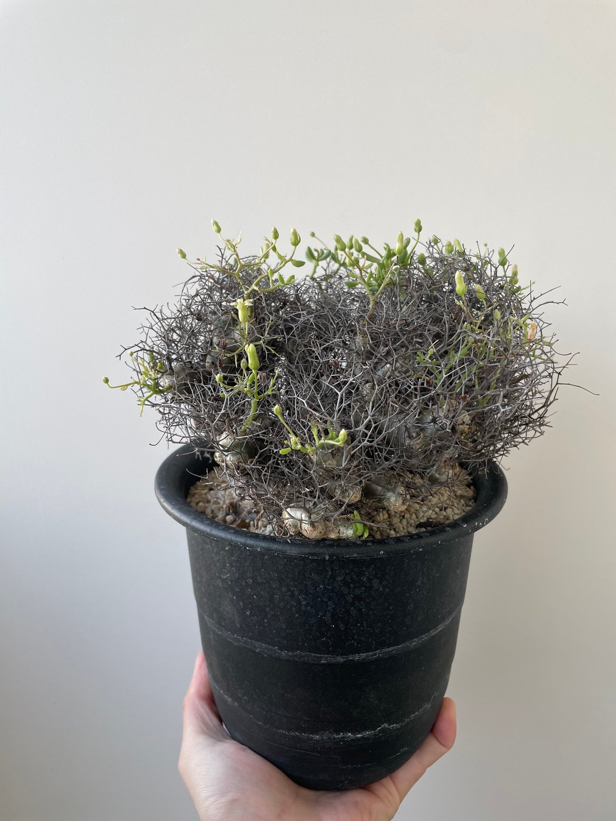 新着】Tylecodon reticulatus 万物想【アフロな冬型塊根植物