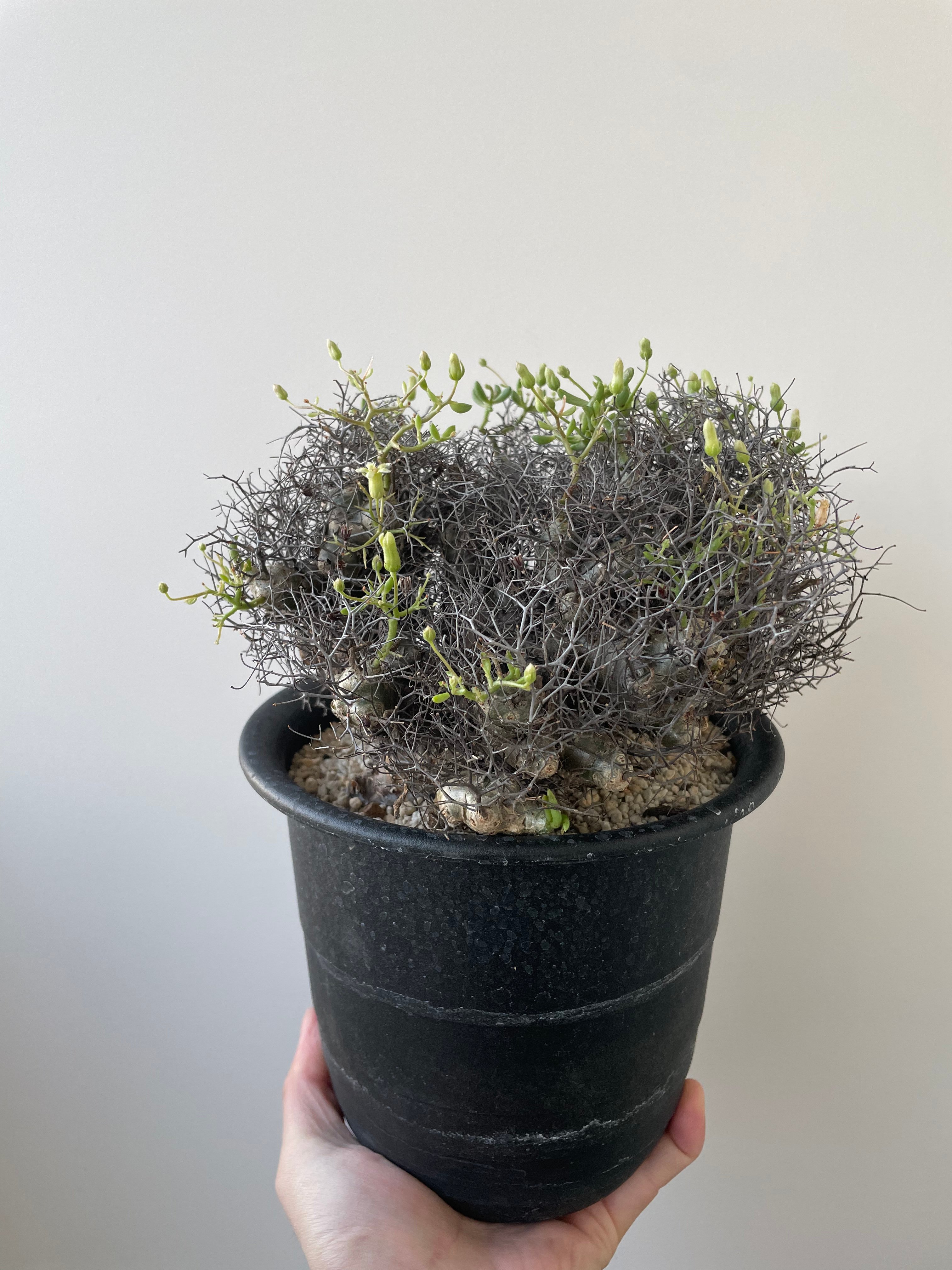新着】Tylecodon reticulatus 万物想【アフロな冬型塊根植物