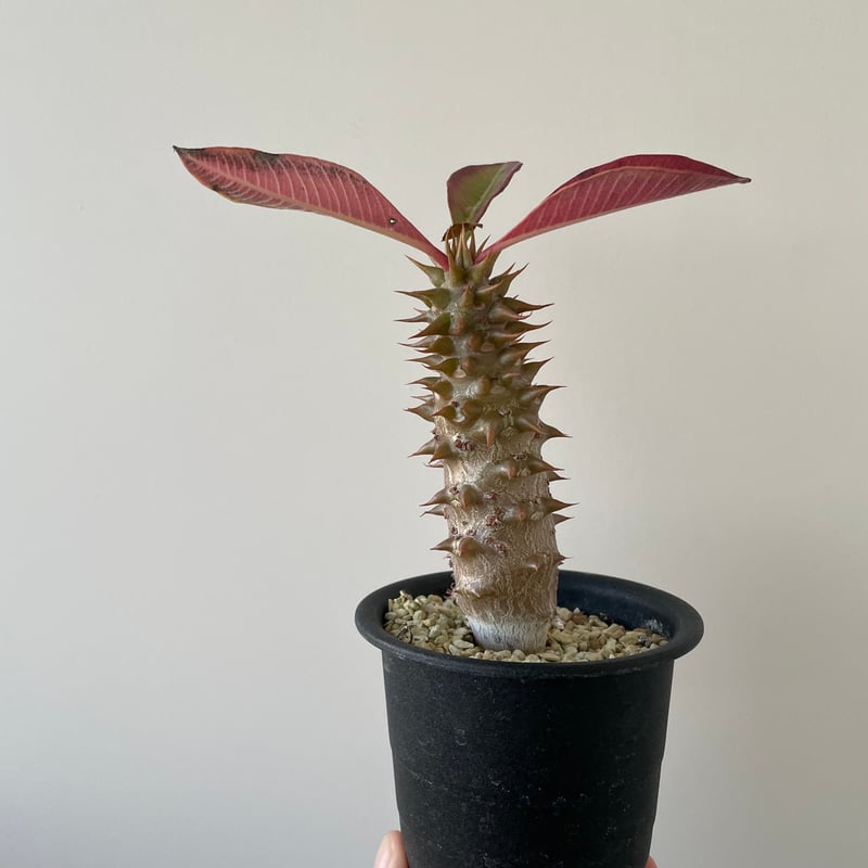 パキポディウム　バロニー　国内実生 新着】Pachypodium baronii【選抜・国内実生】パキポディウム バロニー