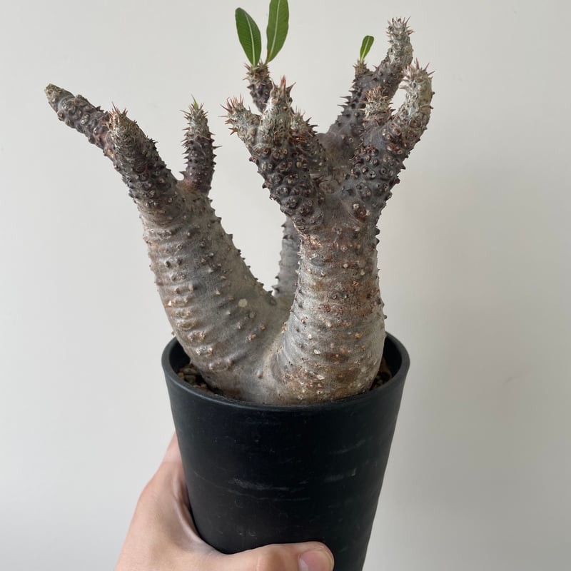 新着】Pachypodium makayense 魔界玉 【管理2年の現地球