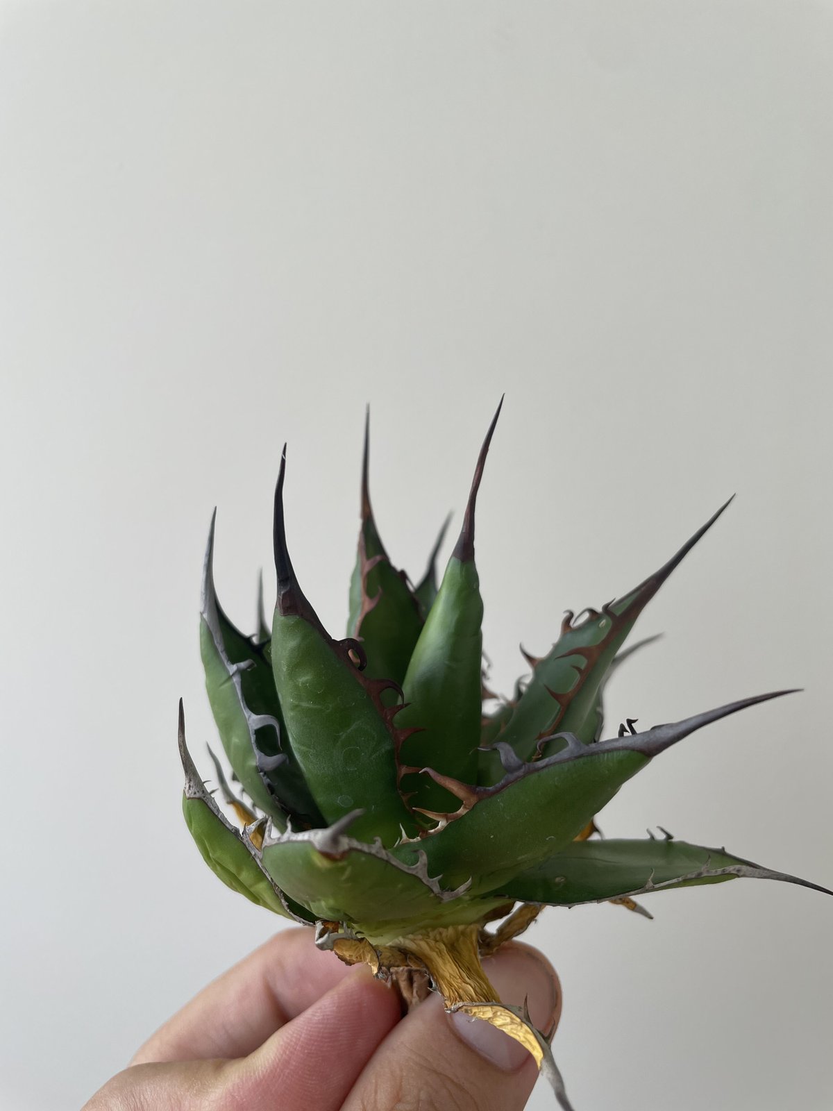 新着】Agave horrida カリフォルニア選抜 3【ベアルート株】 アガベ