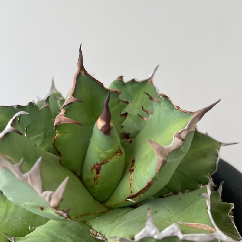 新着】Agave titanota triple head【極上品の大株】 アガベ チタノタ