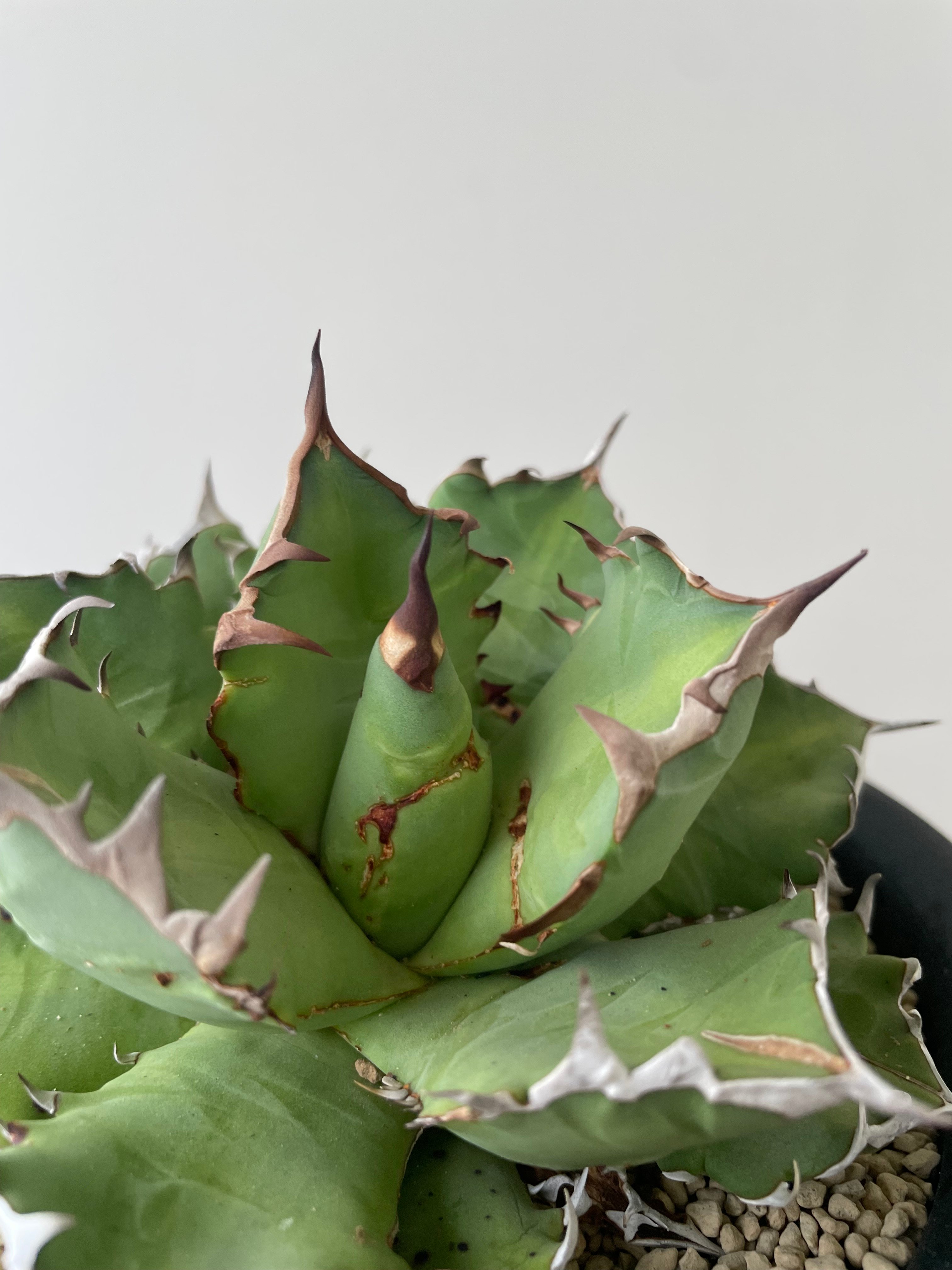 新着】Agave titanota triple head【極上品の大株】 アガベ チタノタ