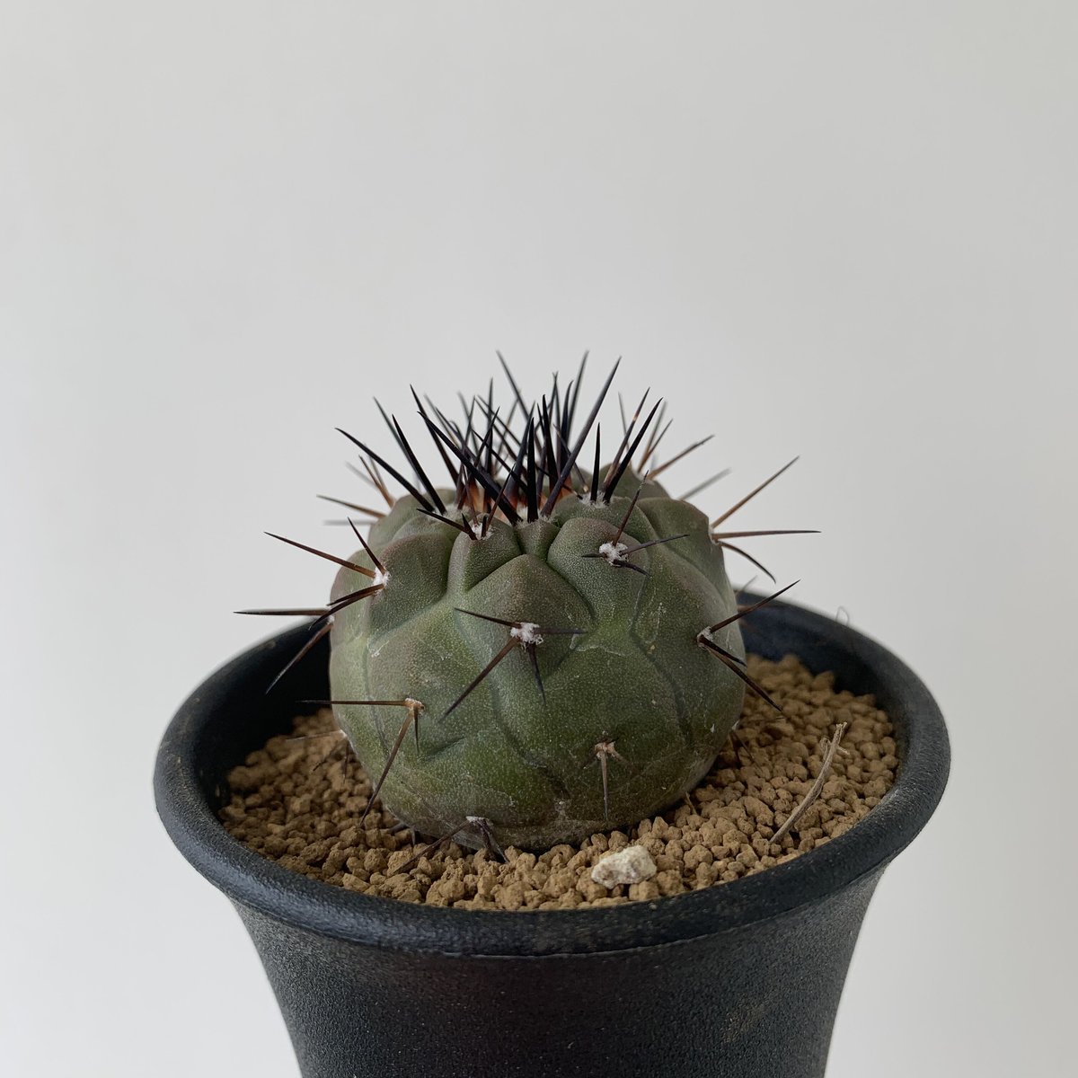 新着】Copiapoa cinerea1【黒王丸・選抜実生】コピアポア・シネレア