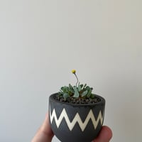 VALIEM M 青坊主　鉢　ACT2 VALIEM M 青坊主 鉢 ACT2