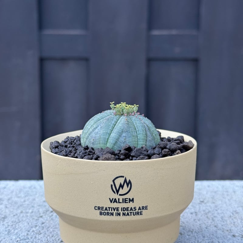 VALIEM鉢　ユーフォルビア　オベサ 新着】Euphorbia Obesa × VALIEM GHOST【Ssize】ユーフォルビ