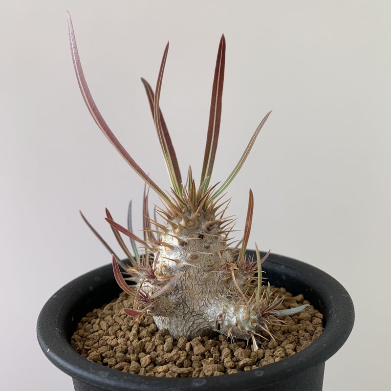 パキポディウムグラキリス Backside works.×BOTANIZE