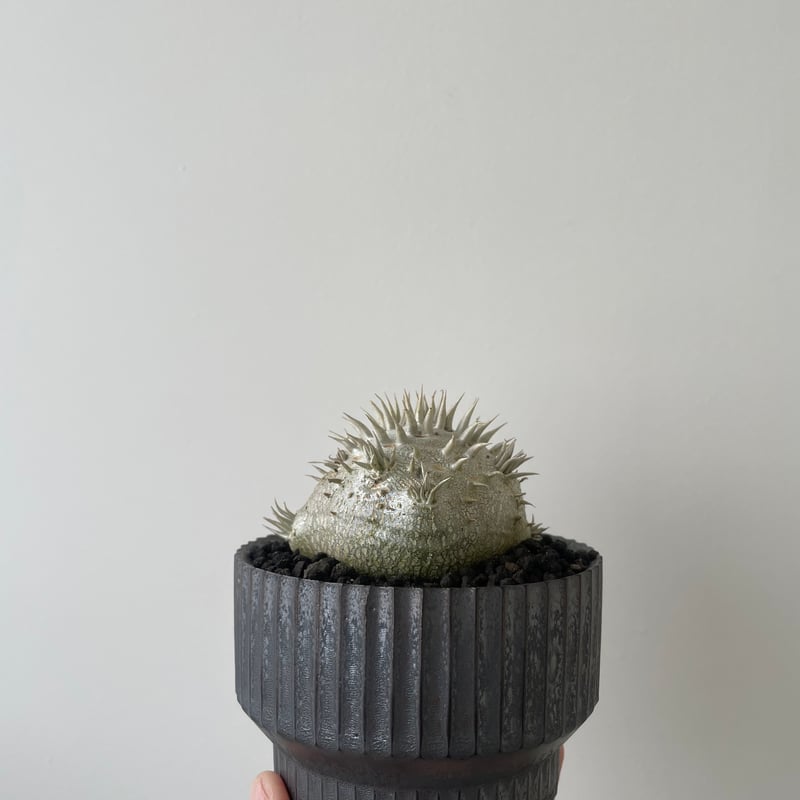 パキポディウム・グラキリス VALIEM DEEP VOID パキポディウム