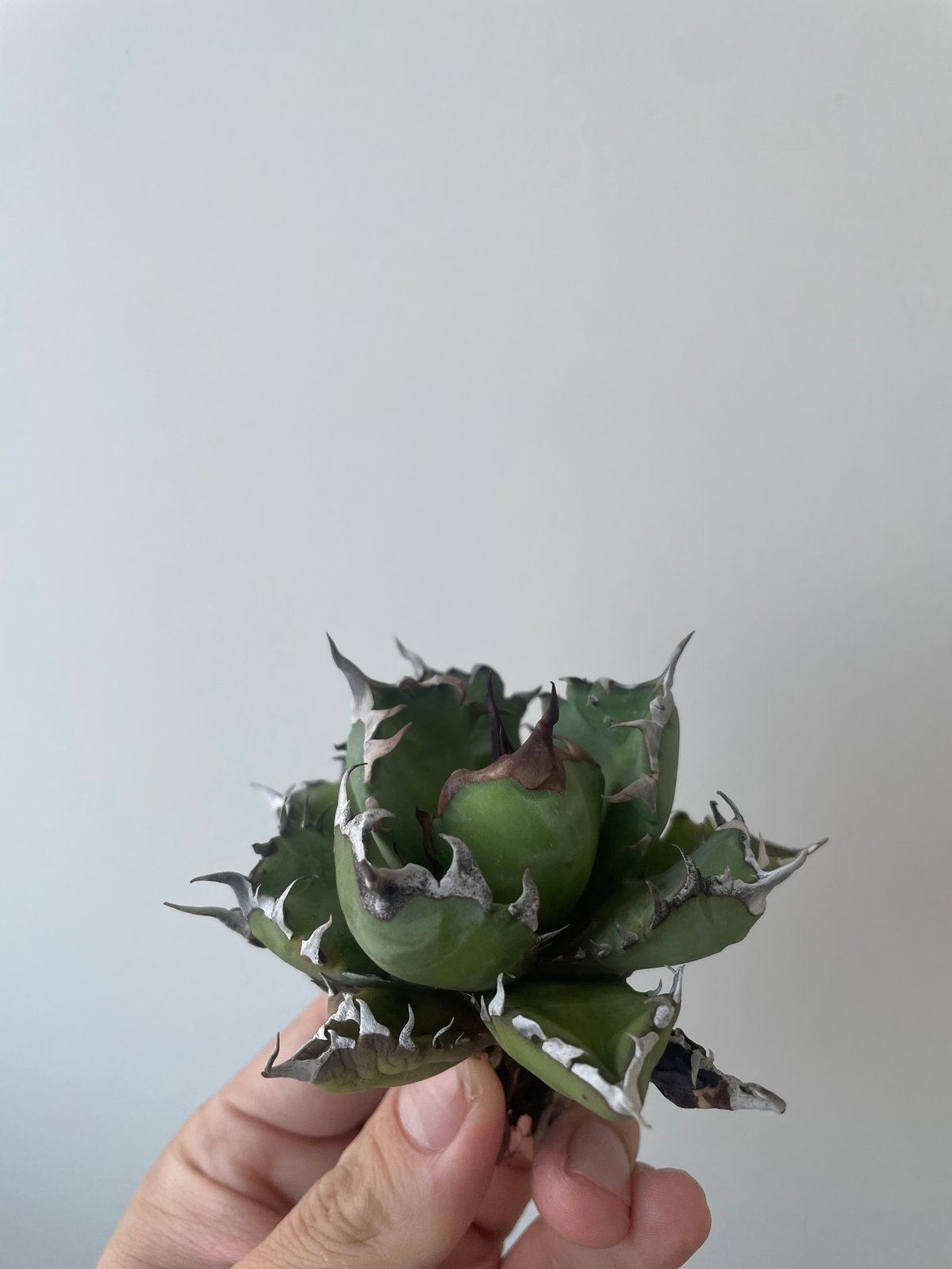 新着】Agave titanota 姫厳竜 2【台湾産のコンパクト】アガべ チタノタ