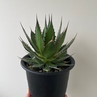 新着】agave 