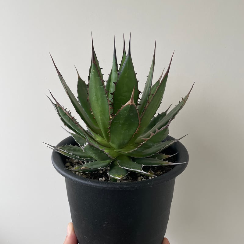 新着】Agave Horrida【国産の間違えなく美しい優良株】 アガベ ホリダ