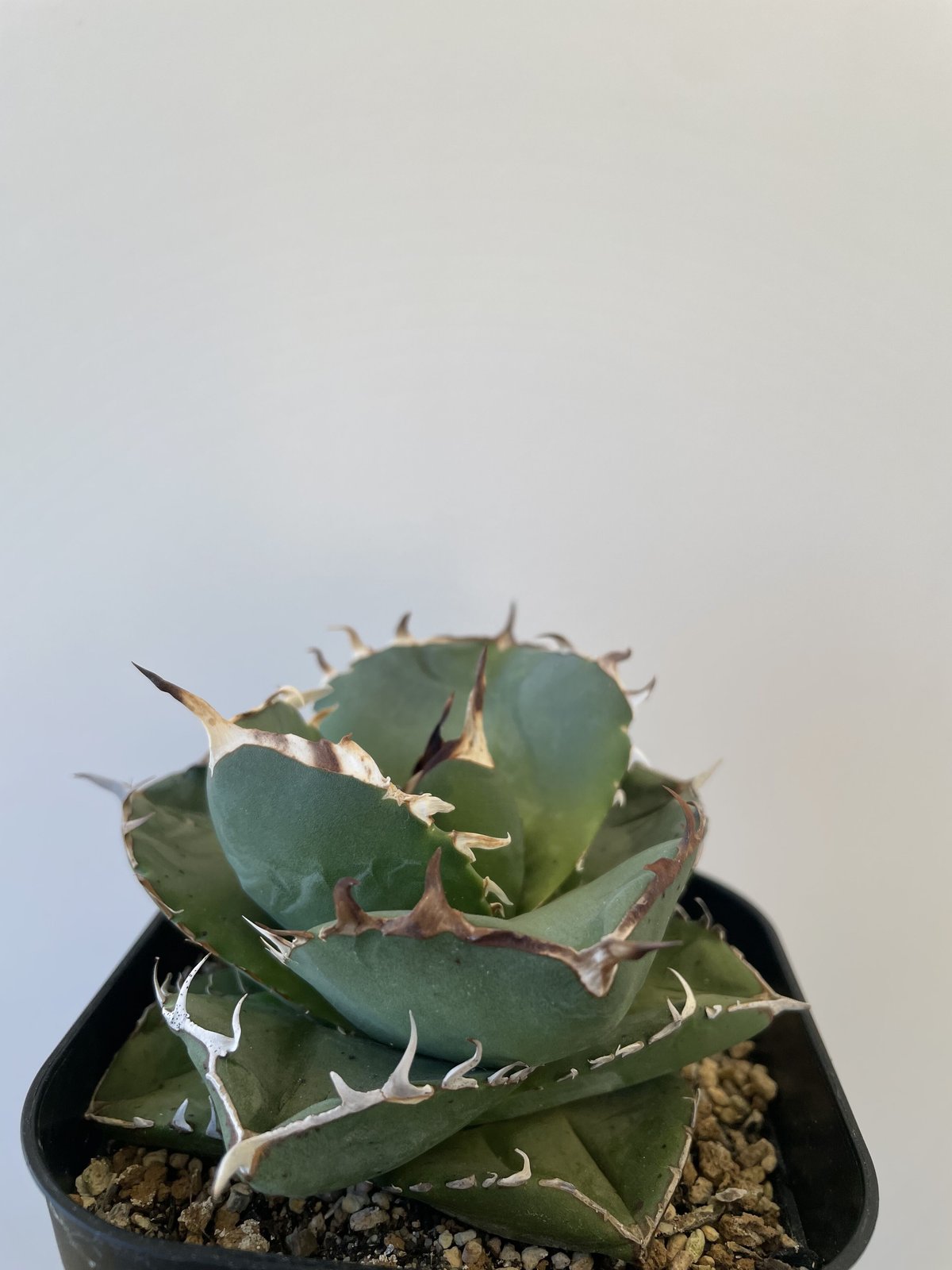 観葉植物 アガベ グアダラハラナドワーフ 台湾産