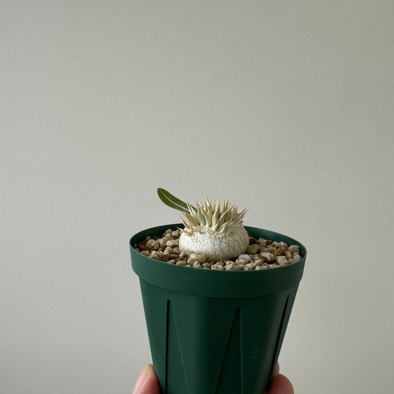 新着】Pachypodium Enigmaticum 2【選抜実生・まん丸