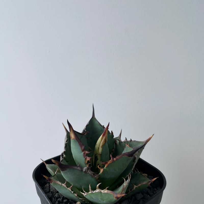 新着】Agave titanota 剣竜【美しい葉の品種】アガベ チタノタ | 青