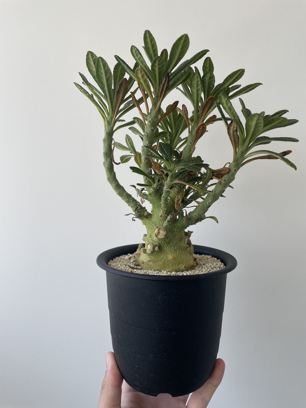 ドルステニアギガス ブラータ種子3粒