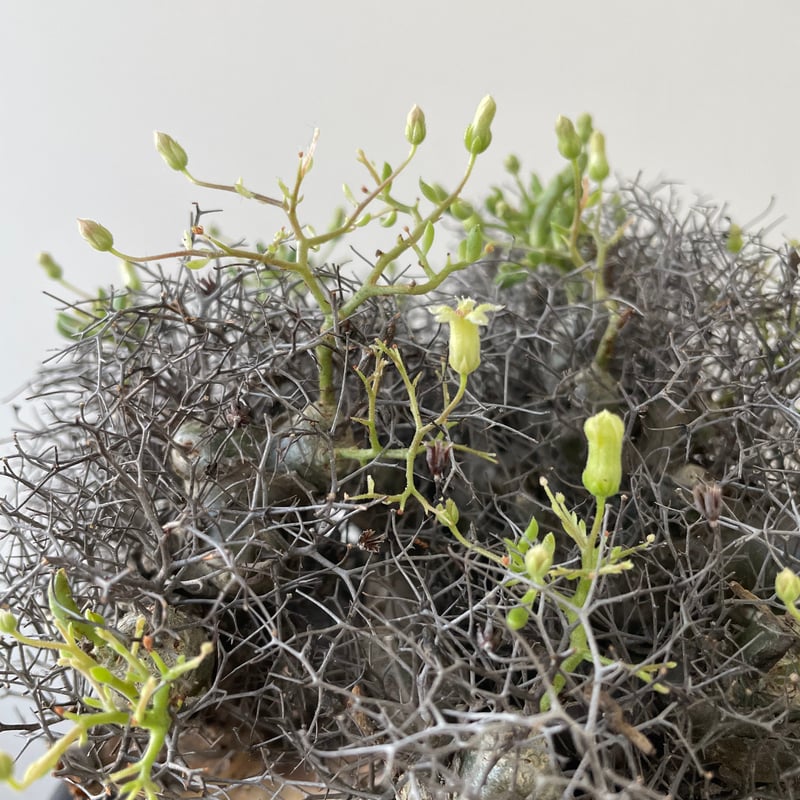 新着】Tylecodon reticulatus 万物想【アフロな冬型塊根植物