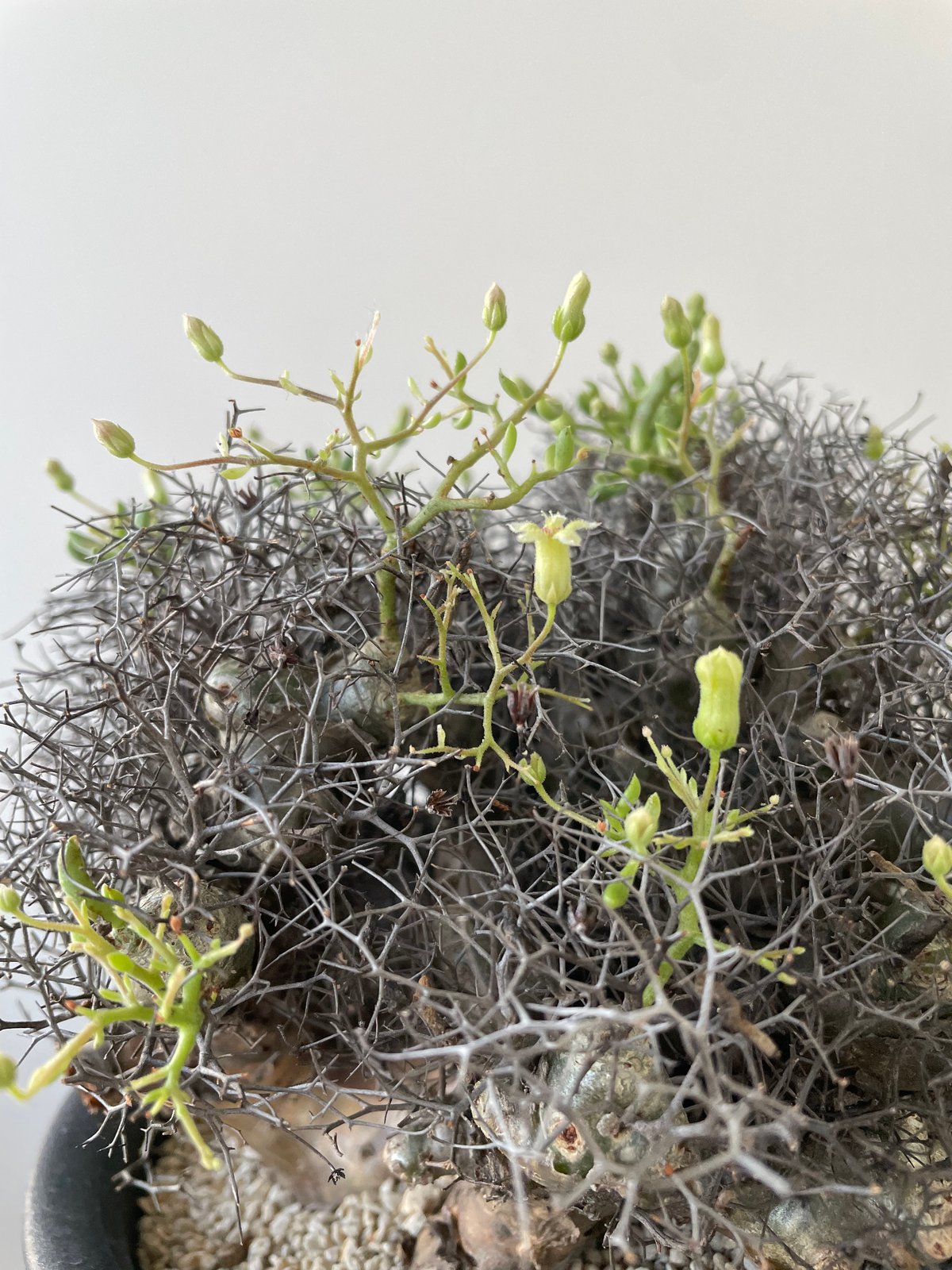 新着】Tylecodon reticulatus 万物想【アフロな冬型塊根植物