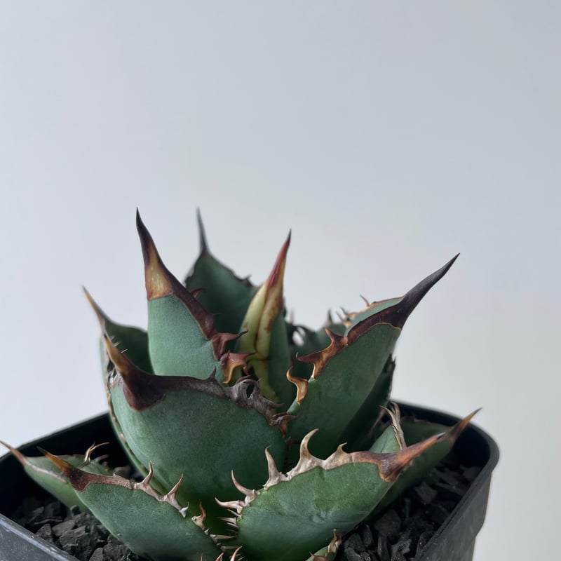 新着】Agave titanota 剣竜【美しい葉の品種】アガベ チタノタ | 青