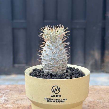 パキポディウムグラキリス | STORES