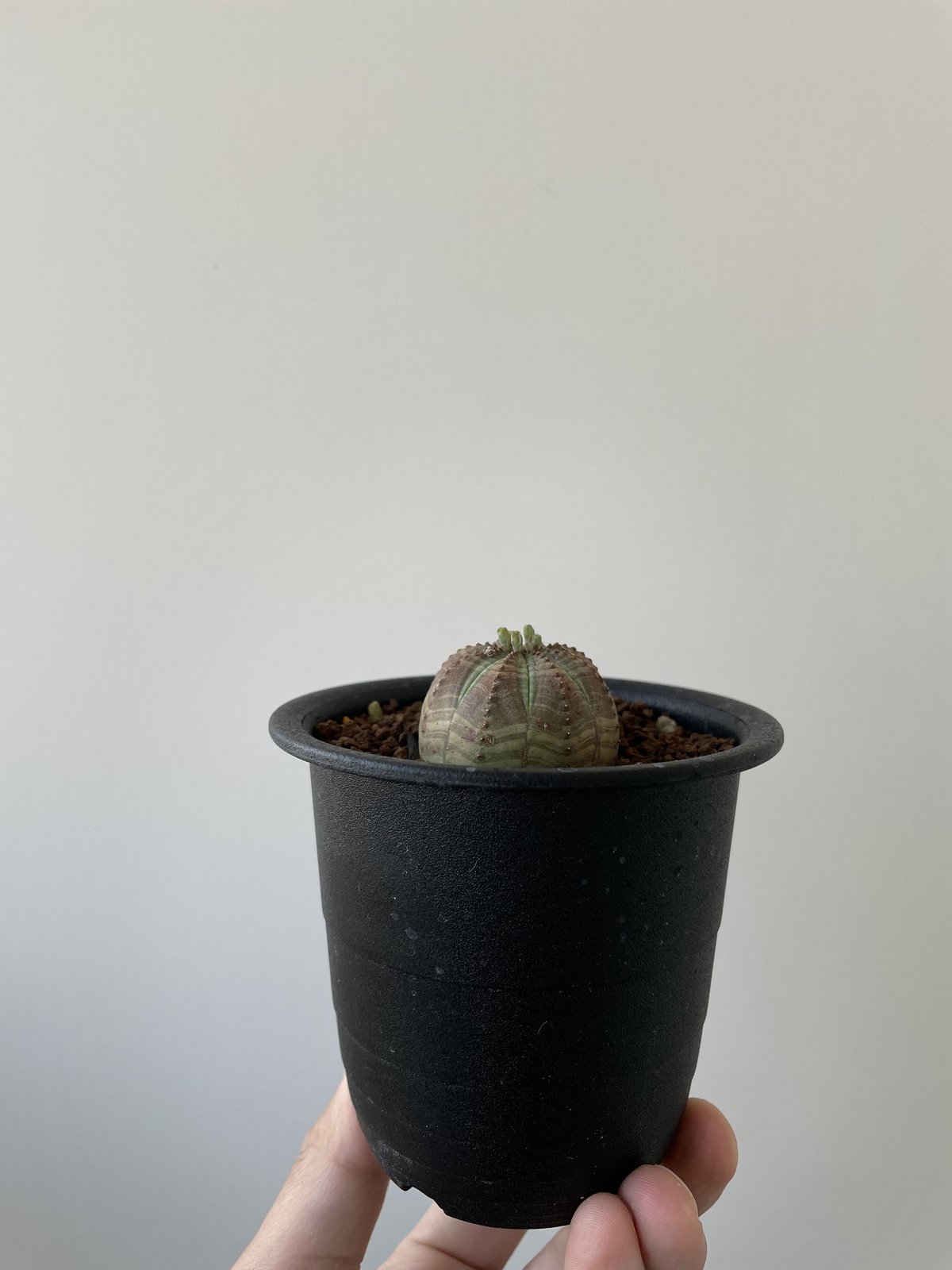 新着】Euphorbia obesa 3【小さくコスパ良し】 ユーフォルビア オベサ