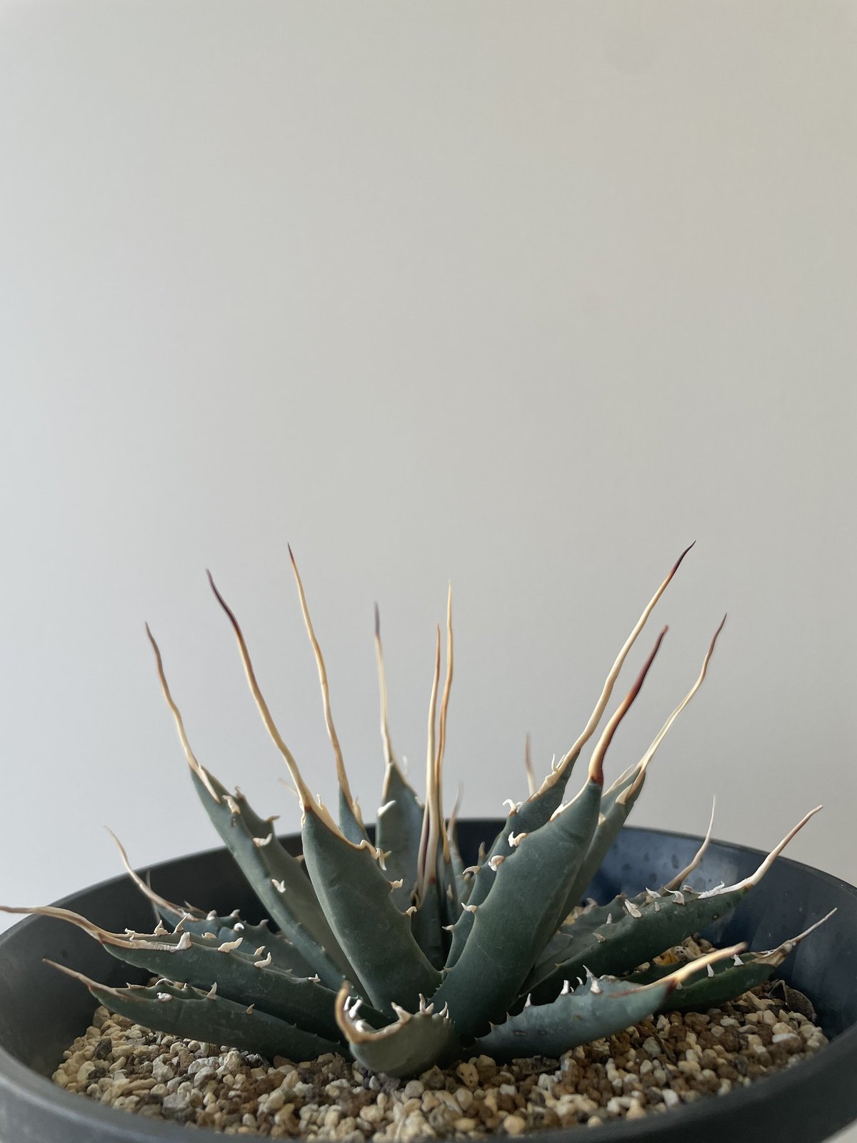 特選・新着】Agave Utahensis eborispina 【国内作り込みに超優良株】...